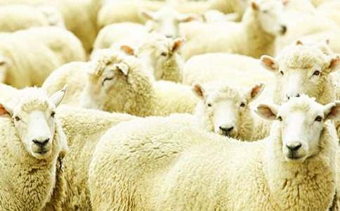 綿羊的追求作文