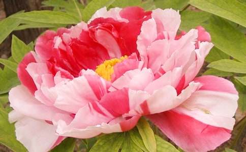 �P��ĵ����������