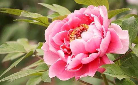 觀察牡丹花作文(通用40篇)