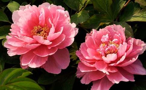 ĬĬ�o�ĺ�ĵ������