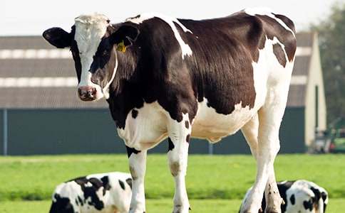 ��ţ����600�֣�ͨ��13ƪ��