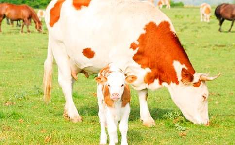 精選奶牛作文300字八篇