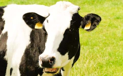 ���Ӽҵ�С��ţ����