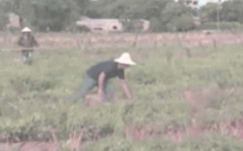 第一次干農活優秀作文