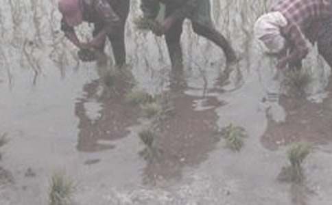 第一次干農活作文(精選25篇)