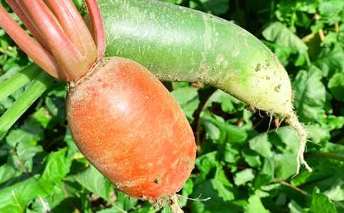 農家樂600字作文