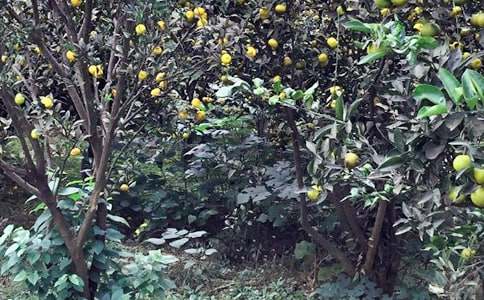 農家樂敘事作文500字