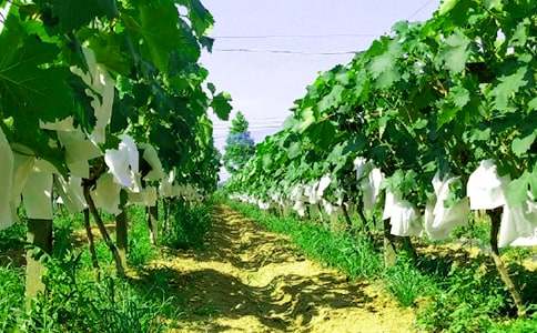 難忘的農家樂作文