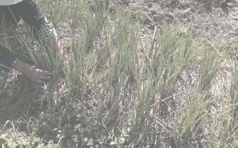 描寫農作物的好句作文素材