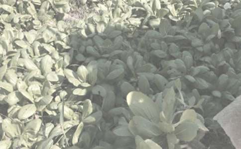 �r�����V�Z150��