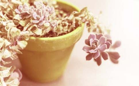 盆栽作文400字4篇