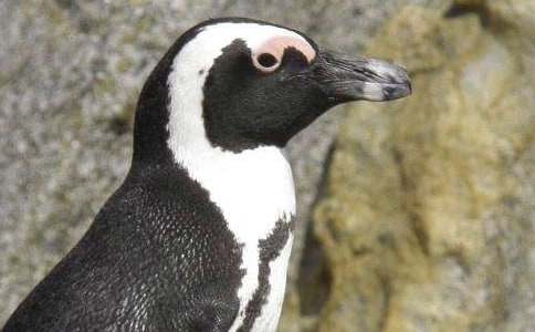 精選企鵝作文600字三篇