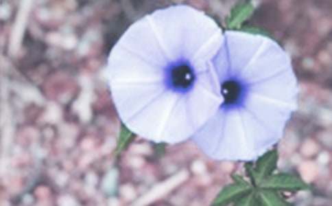 觀察牽牛花作文