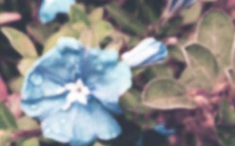 牽牛花作文400字