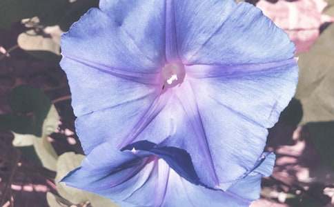 牽牛花的肩膀作文800字