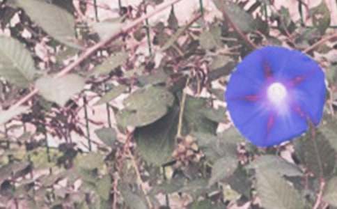 �Ҟ頿ţ�����Є�����