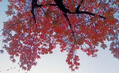 �ֵ��������~�r900�֌�������