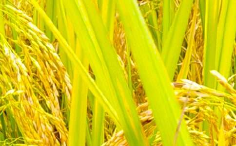 �������g��ȫ���a�[���z�麆��