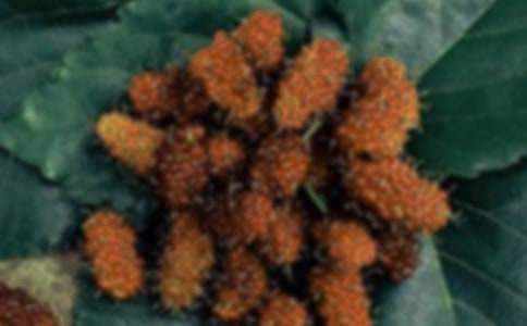 ɣ�����˃�������ɢ��