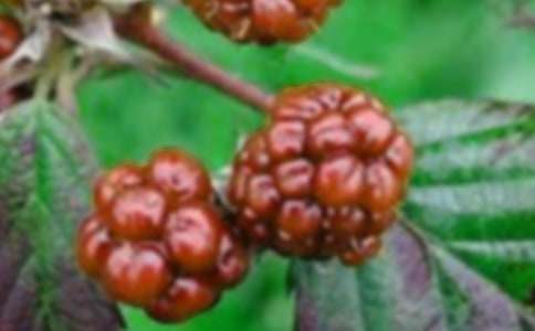 摘桑果作文300字6篇