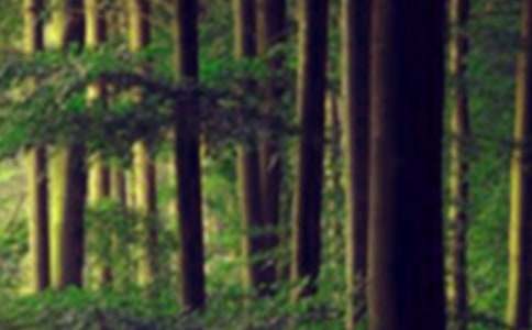 森林防火作文400字