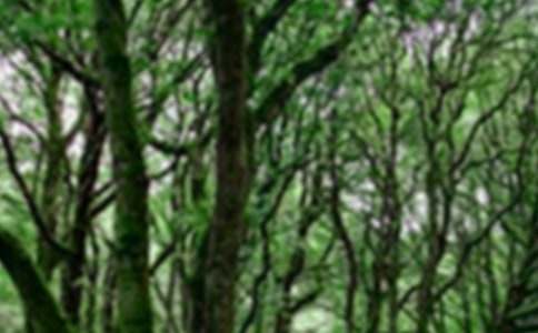 森林公園作文【精】