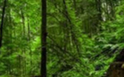 ɭ�ַ���ȫ����