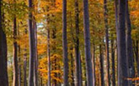 ɭ���ݳ���ͯԒ����(5ƪ)