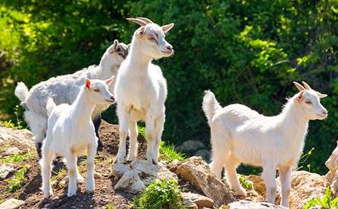 Сɽ��,�����ѡ�ͯԒ���¡�