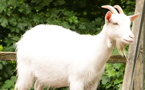 ɽ����ӵ���Ĭ��Ԣ��С����