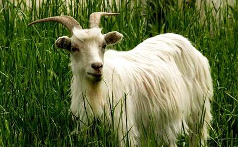 山羊作文600字3篇