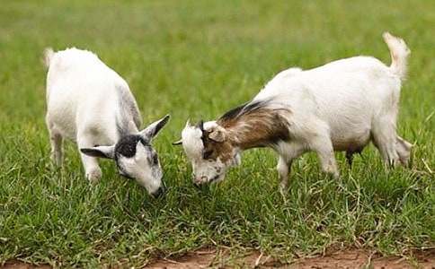 ɽ���c������