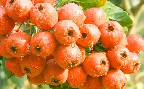 �茑ɽ高����ģ����x32ƪ��