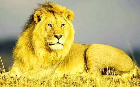 我的獅子座老媽作文700字