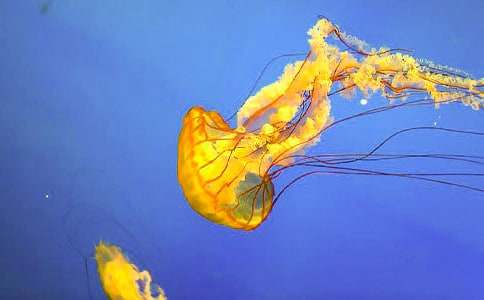 水母作文300字七篇