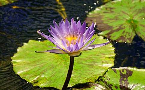 ������˯ɏ����