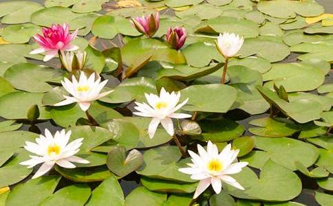 睡蓮作文400字三篇