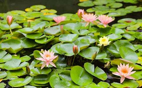 【精華】睡蓮作文300字4篇