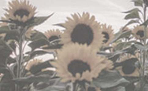 �茑̫ꖻ�������4ƪ