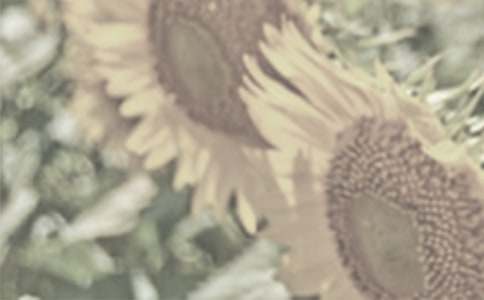 ������̫ꖻ�����300��