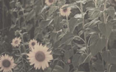 種太陽花的作文