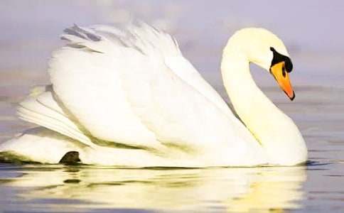 �����ǾȰ����Z600������