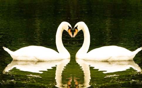 《六只天鵝》的童話故事