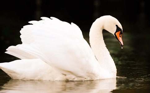 ���������Z��������ƪ