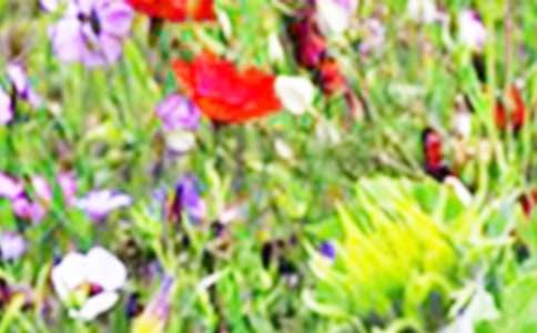 ��ϣ������Ұ�υ�������