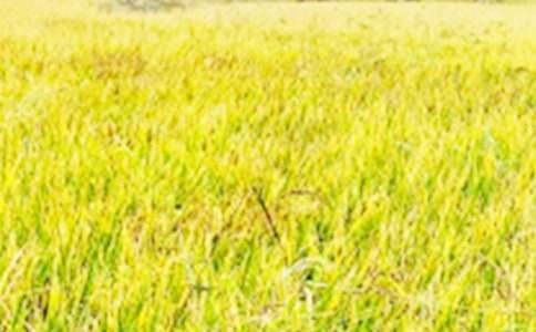 ��������Ұ�����ġ��᡿