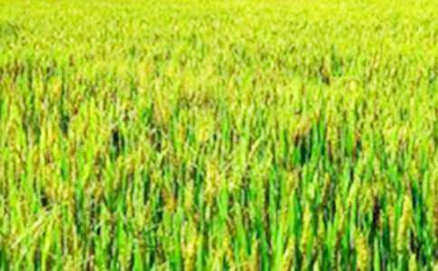 �l����Ұ���ąR����ƪ