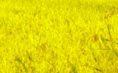 ���P��Ұ������ƪ