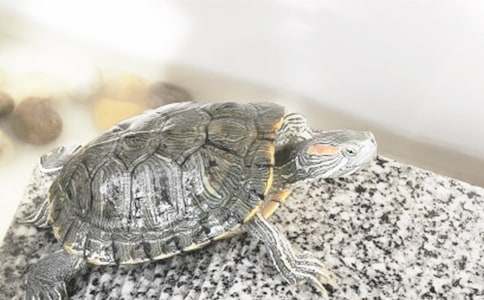 ���еĞ���������