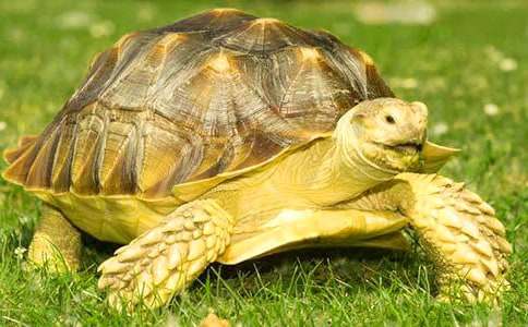 ���ģ���һȤ��ץ����